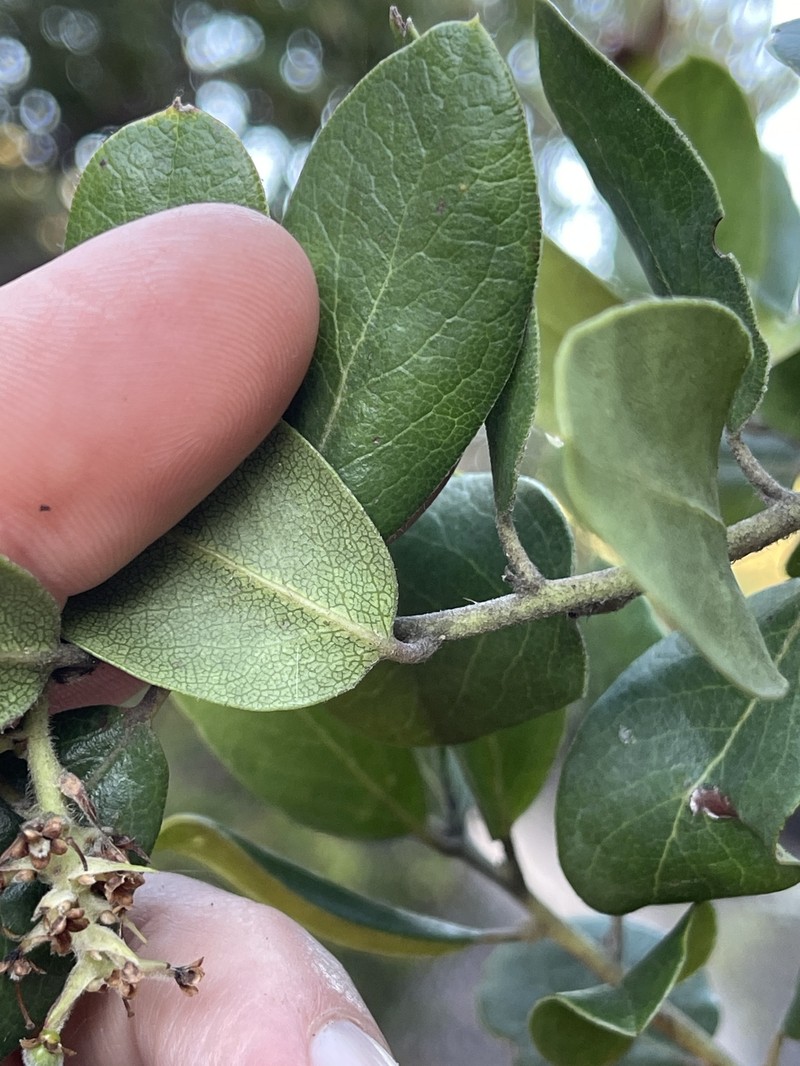 Arctostaphylos tomentosa subsp. hebeclada photo 6