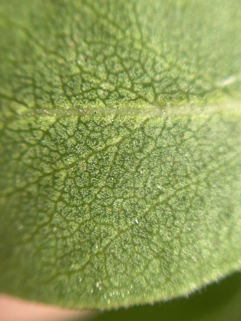 Arctostaphylos tomentosa subsp. hebeclada photo 7