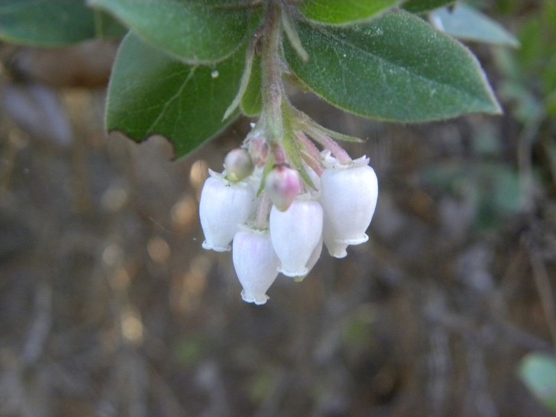 Arctostaphylos tomentosa subsp. hebeclada photo 8