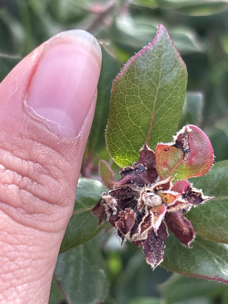 Arctostaphylos tomentosa subsp. tomentosa