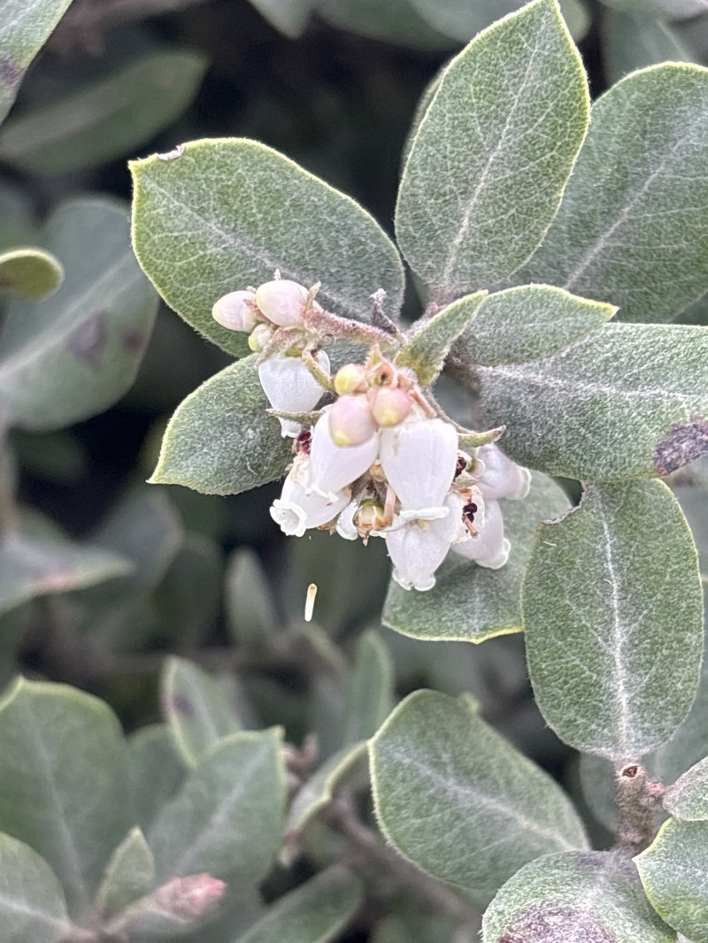 Arctostaphylos tomentosa subsp. tomentosa photo 2