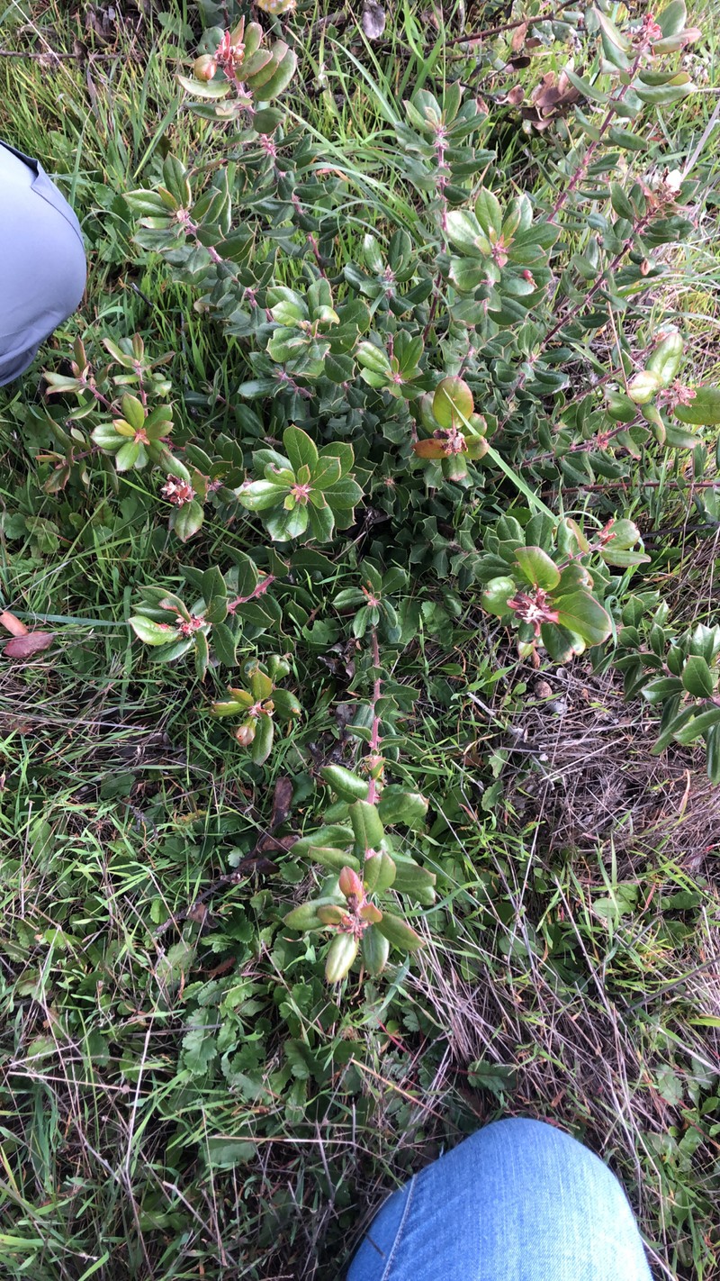 Arctostaphylos tomentosa subsp. tomentosa photo 3