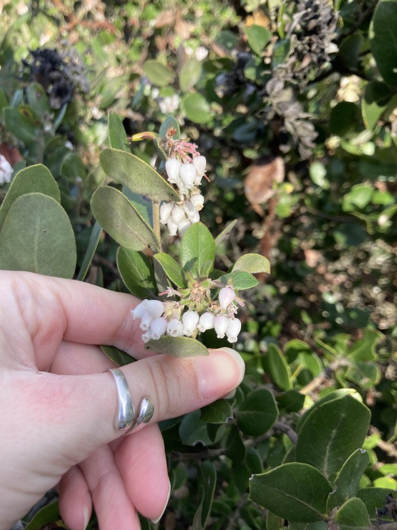 Arctostaphylos tomentosa subsp. tomentosa photo 4