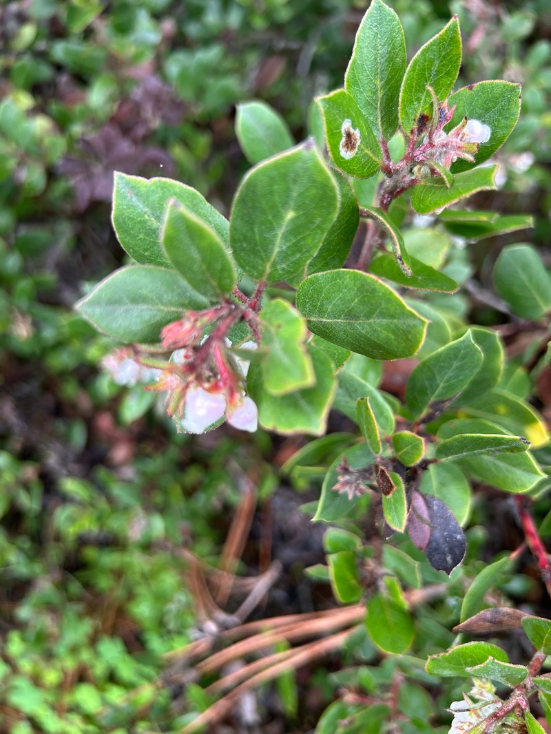 Arctostaphylos tomentosa subsp. tomentosa photo 5