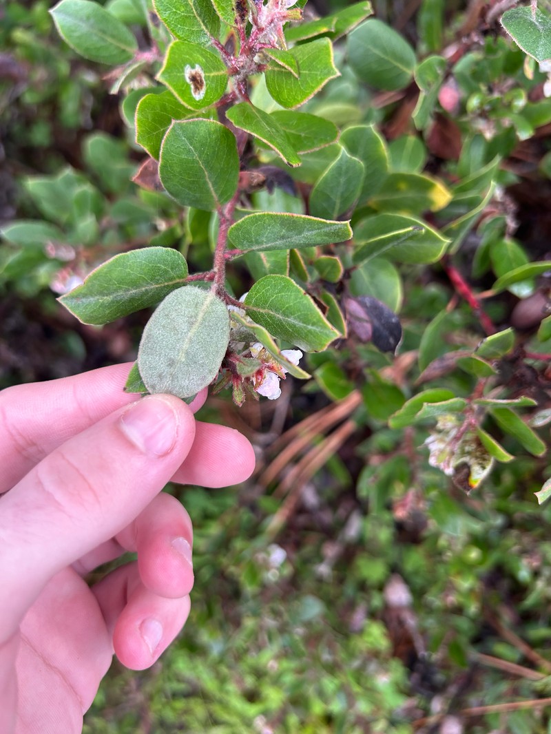 Arctostaphylos tomentosa subsp. tomentosa photo 6