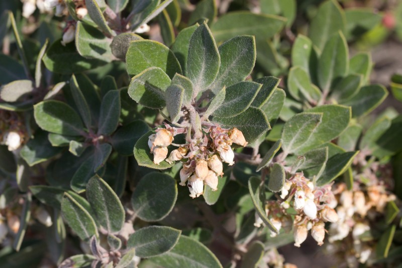 Arctostaphylos tomentosa subsp. tomentosa photo 8