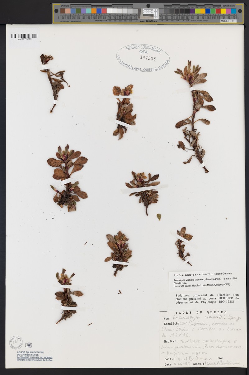 Victorin's Manzanita