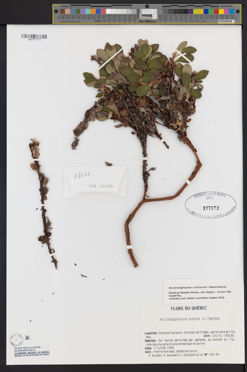 Victorin's Manzanita photo 2