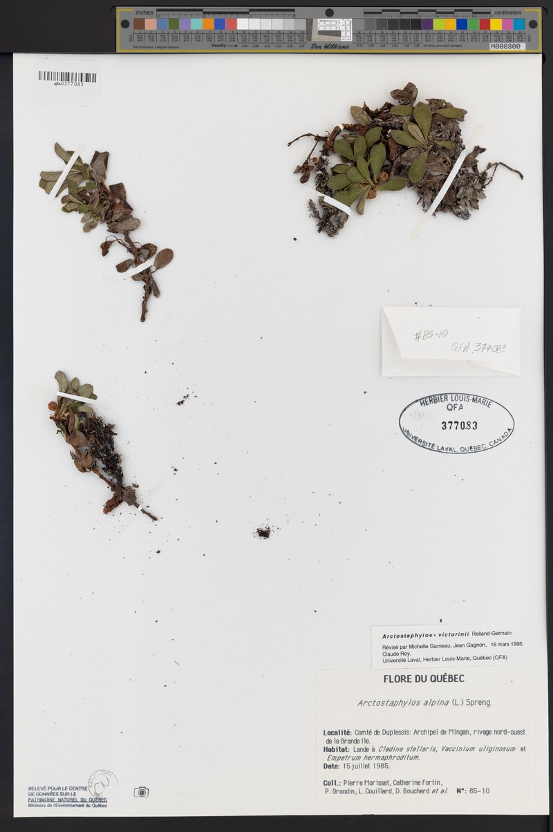 Victorin's Manzanita photo 3