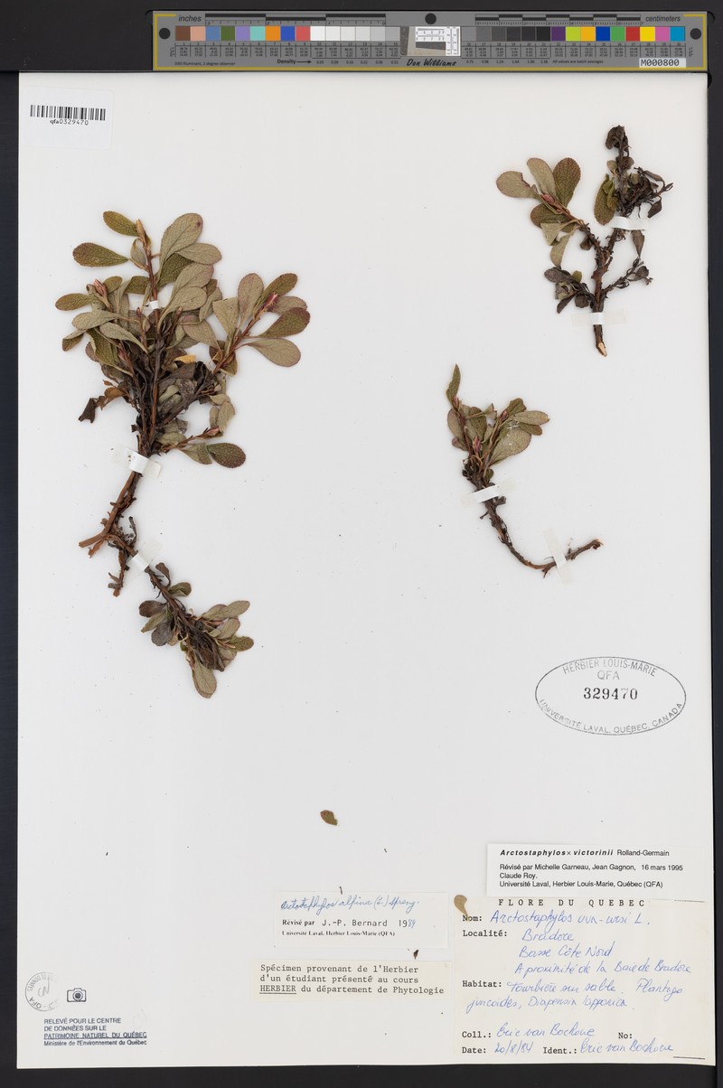 Victorin's Manzanita photo 4