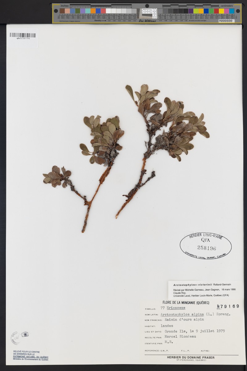 Victorin's Manzanita photo 5