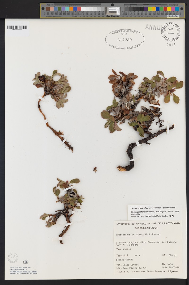 Victorin's Manzanita photo 6