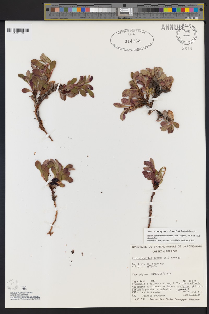 Victorin's Manzanita photo 7