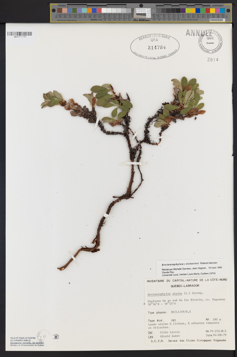 Victorin's Manzanita photo 8