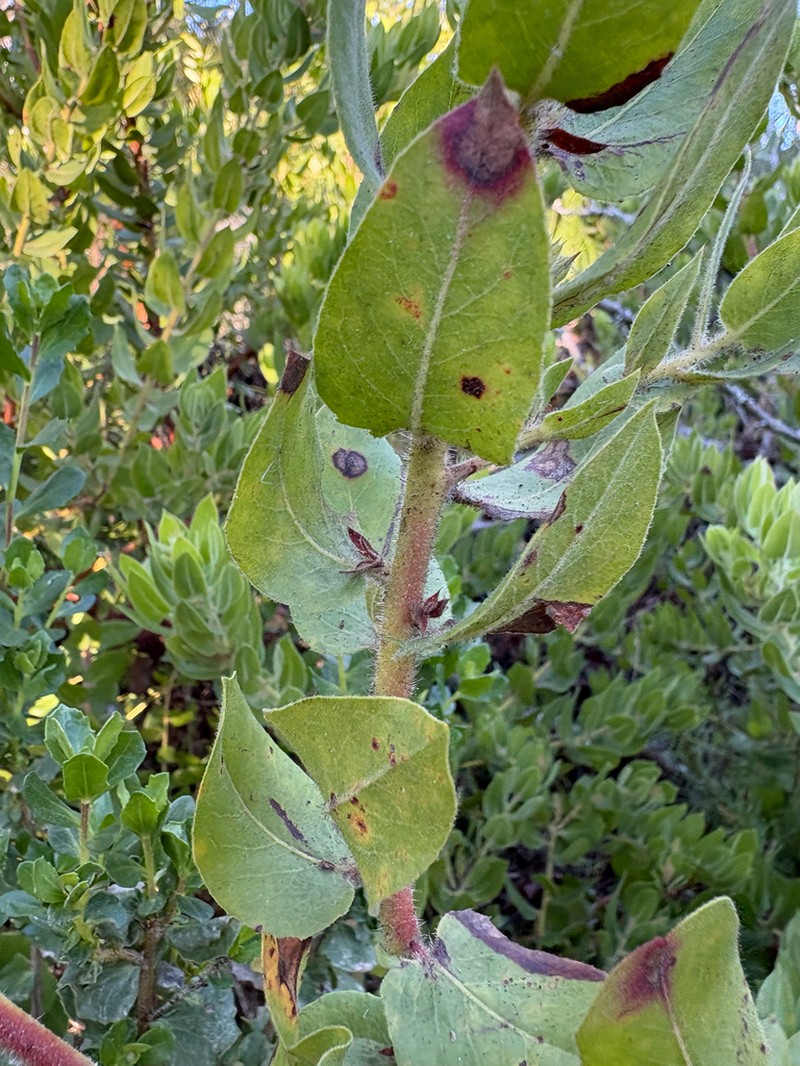 Bolinas Manzanita