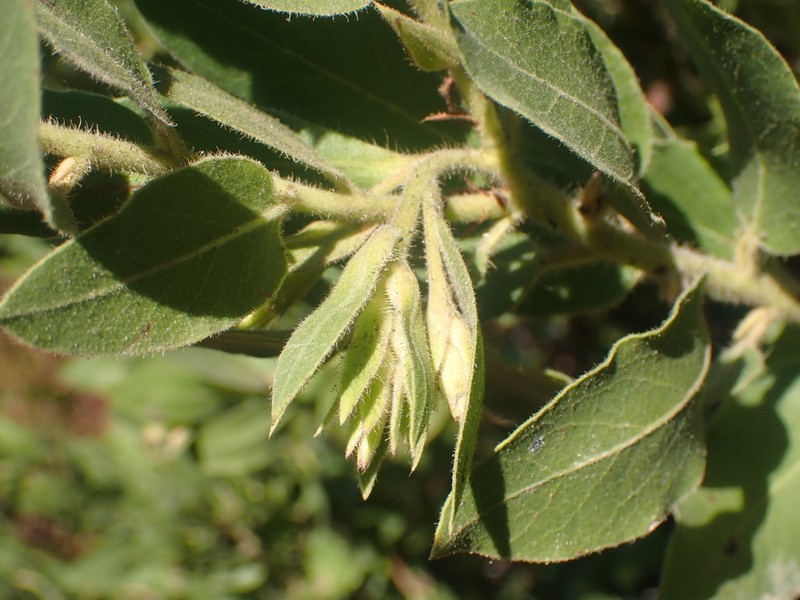 Bolinas Manzanita photo 2