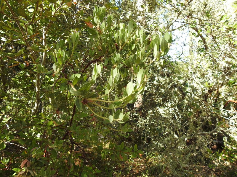 Bolinas Manzanita photo 3