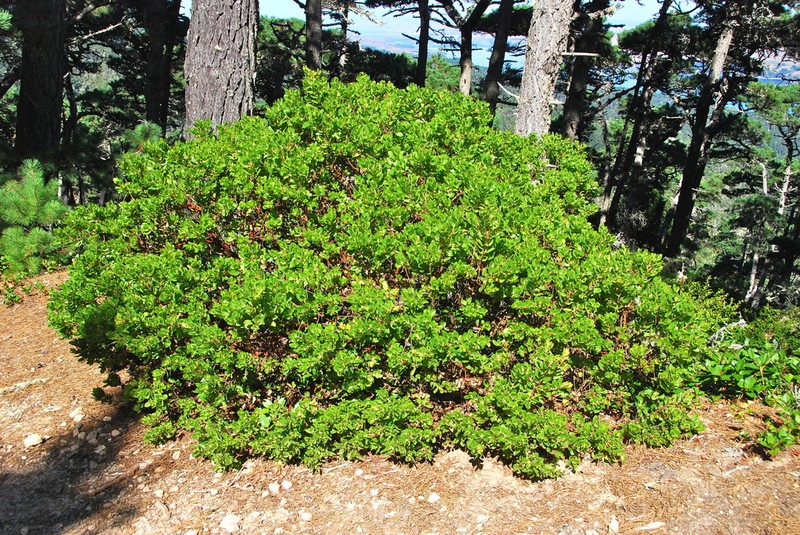 Bolinas Manzanita photo 5