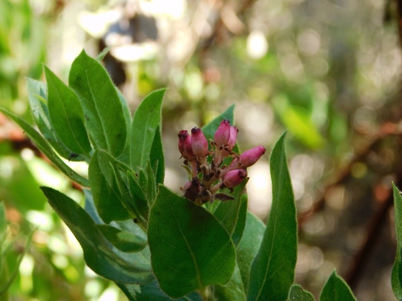 Bolinas Manzanita photo 6