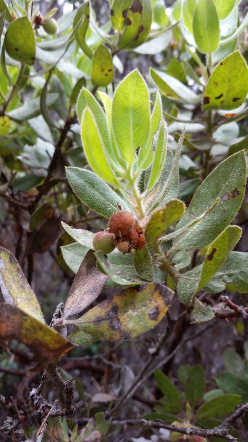 Bolinas Manzanita photo 8