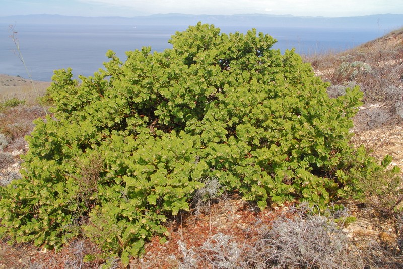 Whitehair Manzanita photo 2