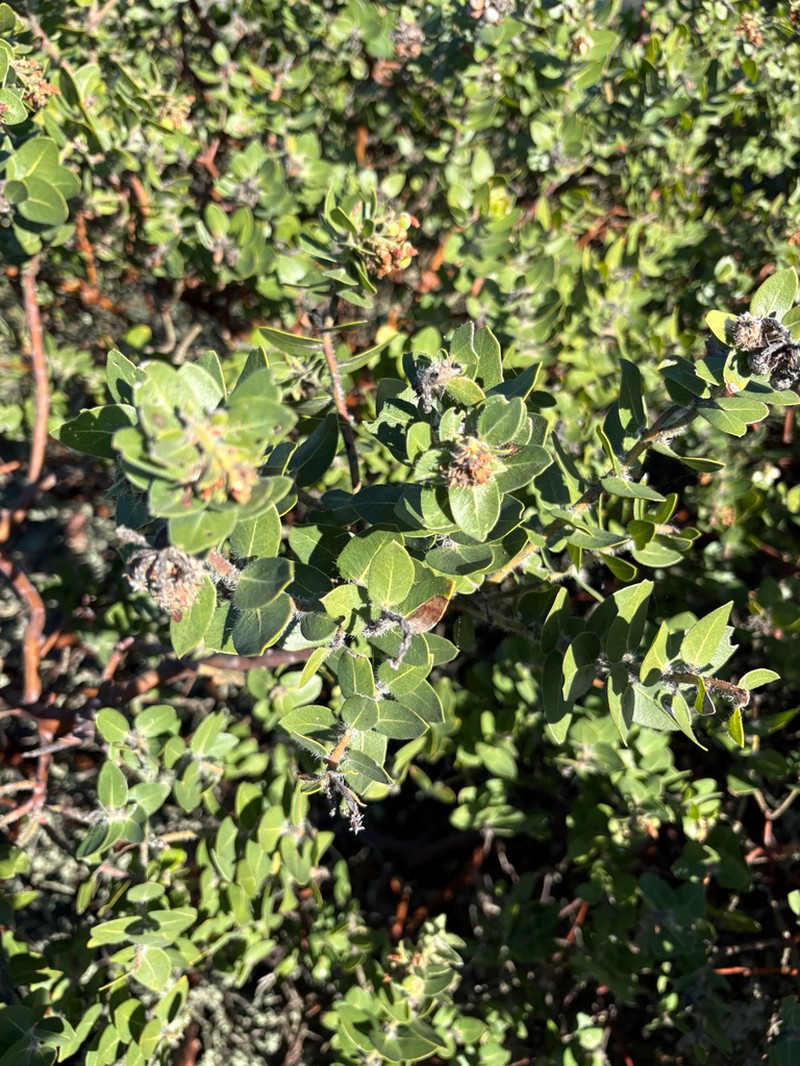 Whitehair Manzanita photo 3