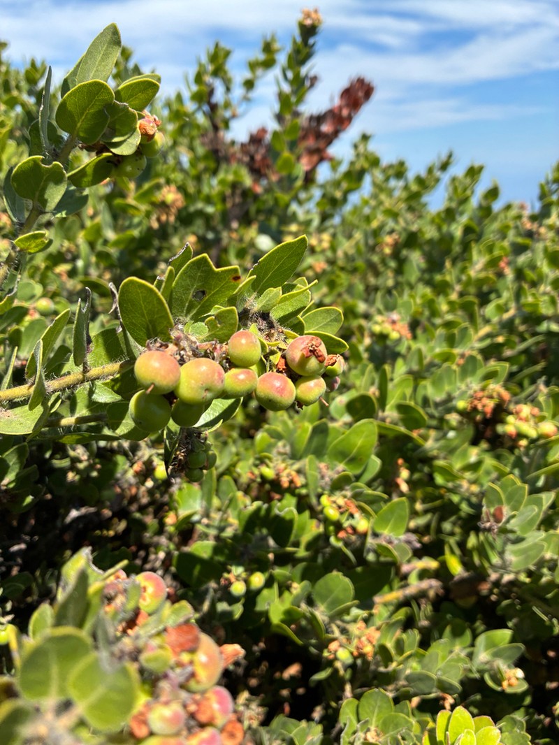 Whitehair Manzanita photo 4