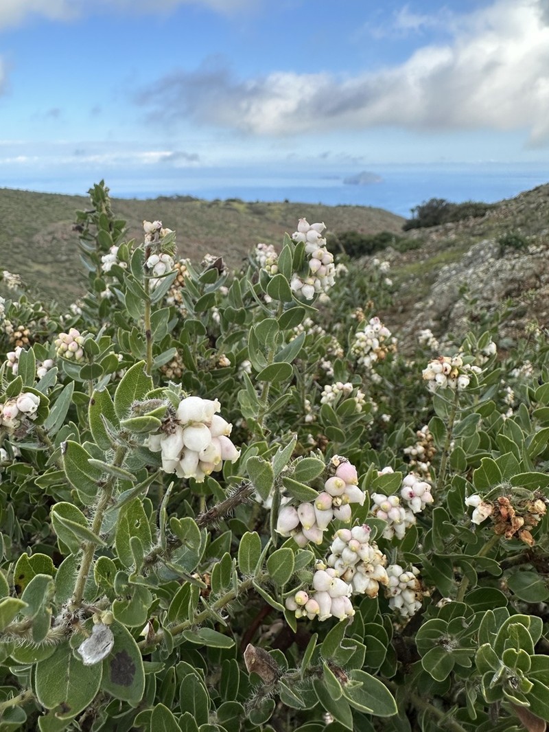 Whitehair Manzanita photo 5