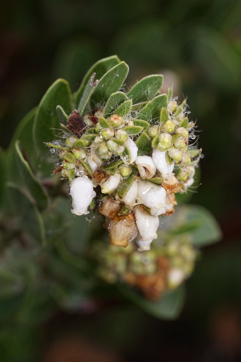 Whitehair Manzanita photo 6