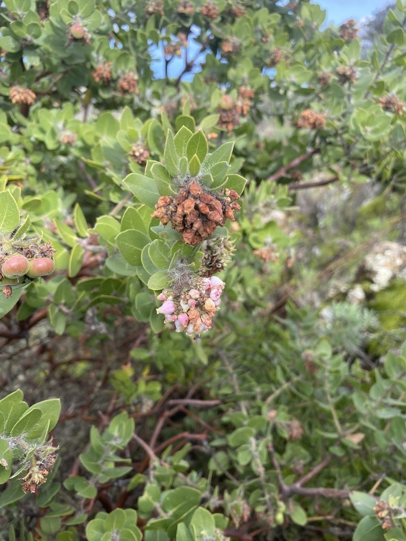 Whitehair Manzanita photo 7