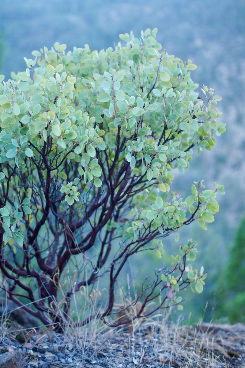 sticky whiteleaf manzanita photo 2