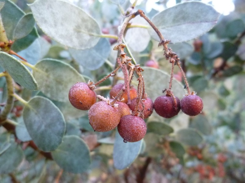 sticky whiteleaf manzanita photo 3