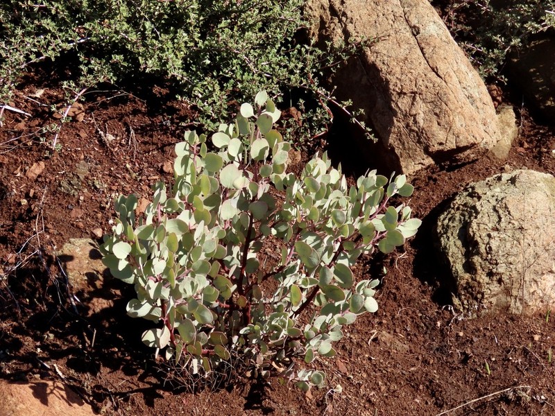 sticky whiteleaf manzanita photo 4