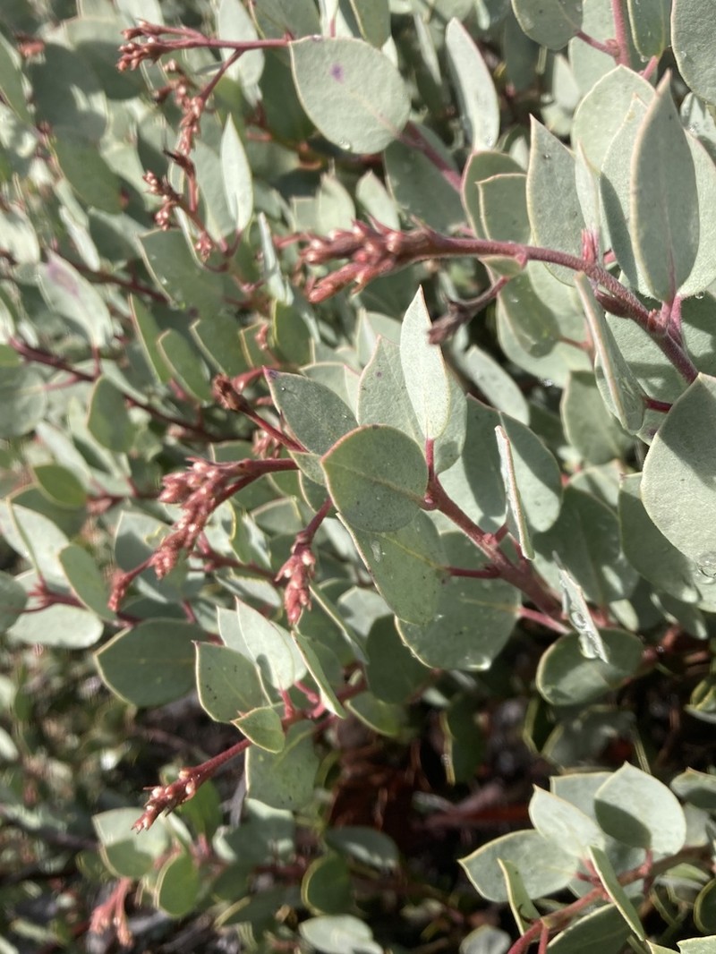 sticky whiteleaf manzanita photo 5