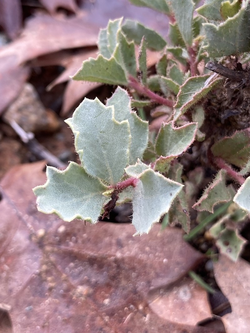 sticky whiteleaf manzanita photo 7