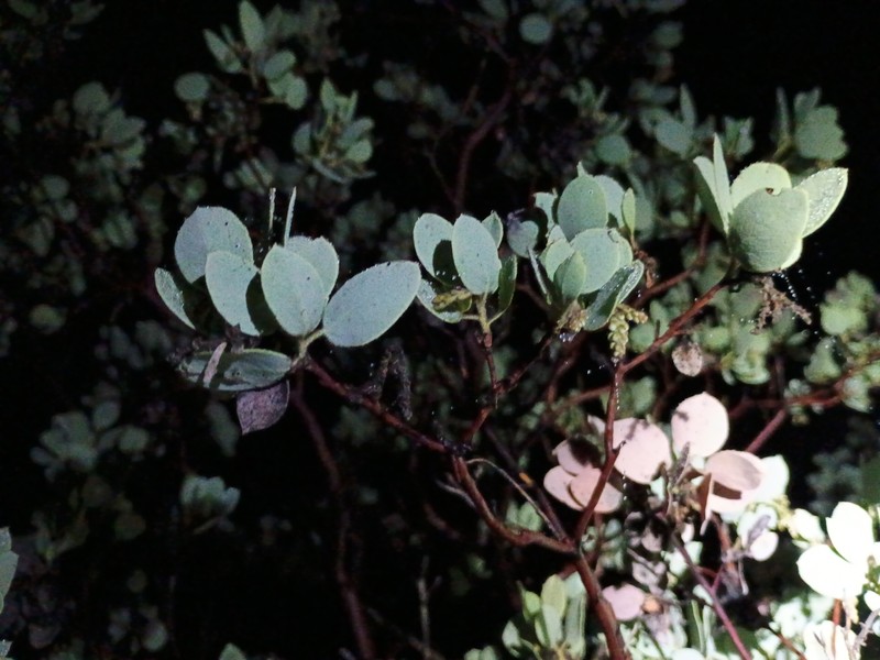 Arctostaphylos viscida subsp. mariposa