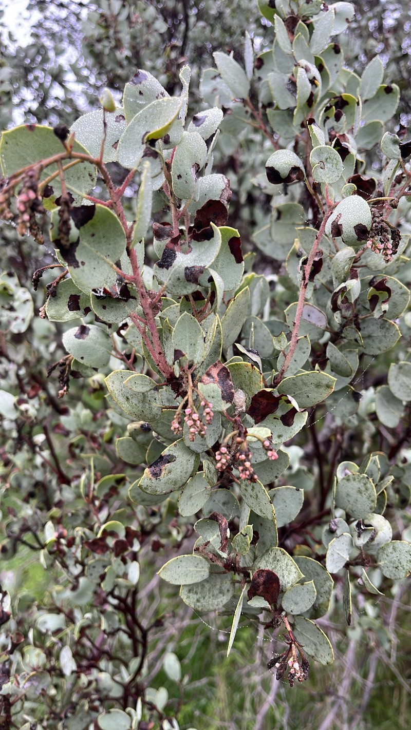 Arctostaphylos viscida subsp. mariposa photo 3