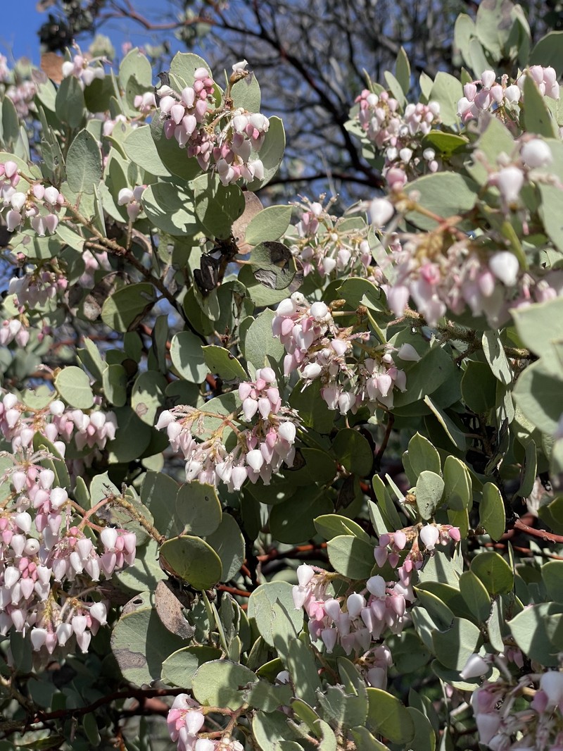 Arctostaphylos viscida subsp. mariposa photo 4