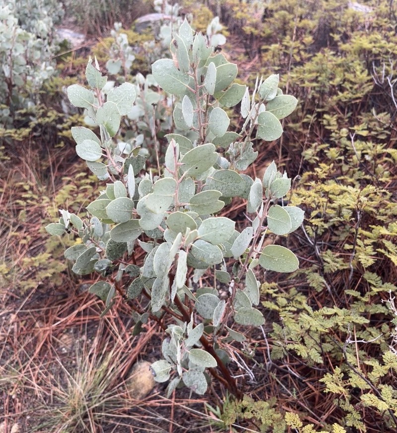 Arctostaphylos viscida subsp. mariposa photo 5
