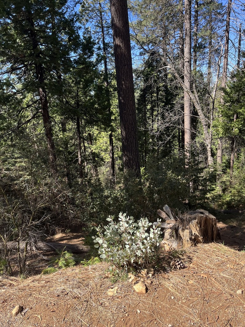 Arctostaphylos viscida subsp. mariposa photo 6