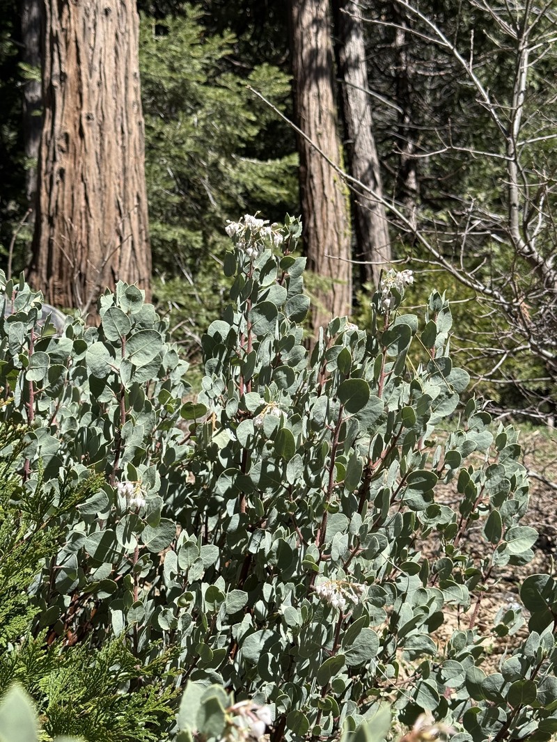 Arctostaphylos viscida subsp. mariposa photo 7