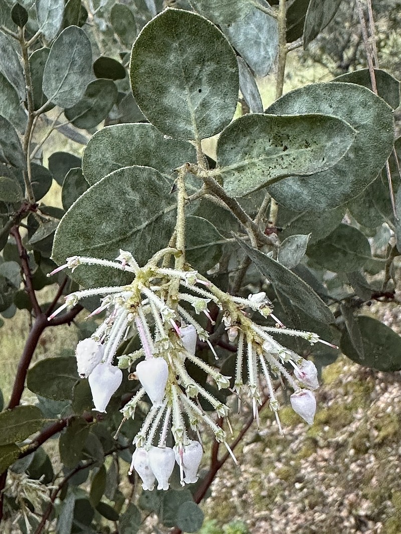 Arctostaphylos viscida subsp. mariposa photo 8