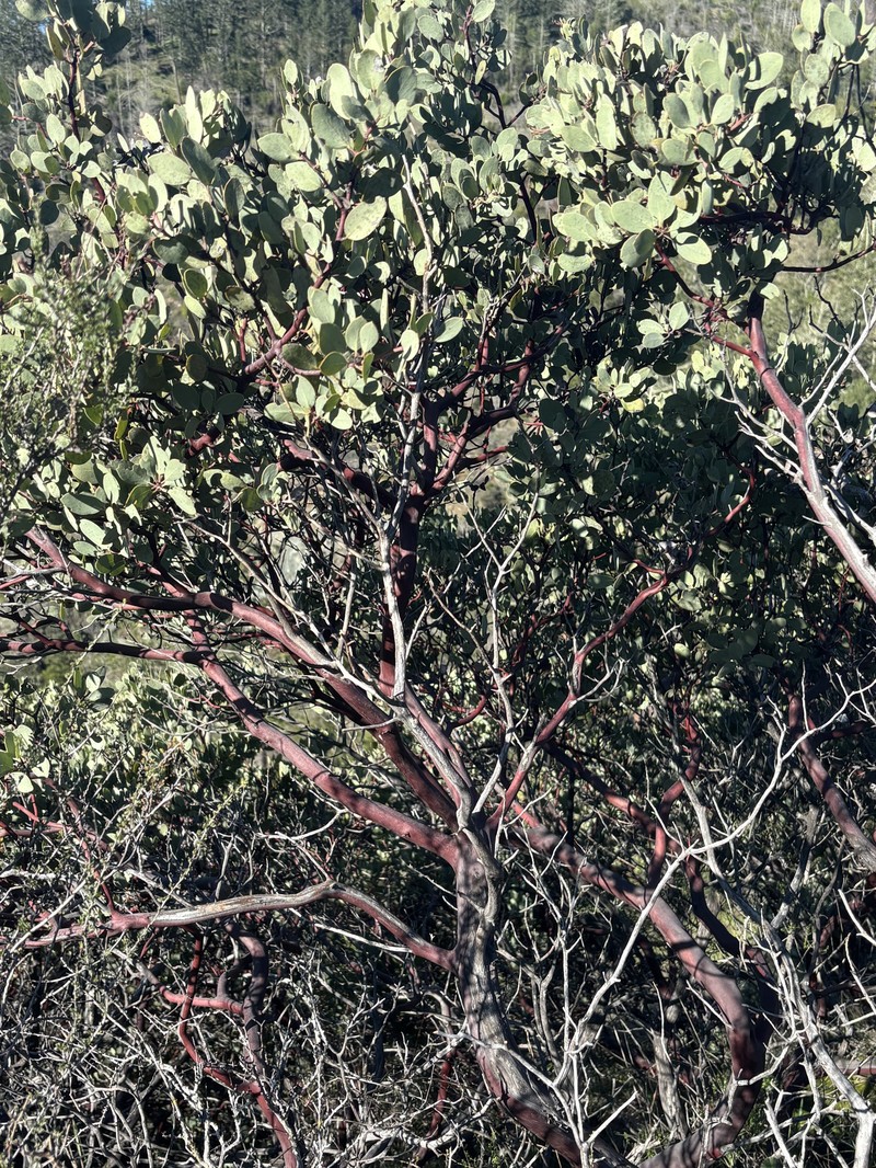 Arctostaphylos viscida subsp. pulchella