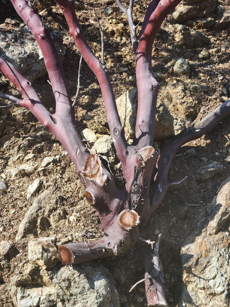 Arctostaphylos viscida subsp. pulchella photo 2