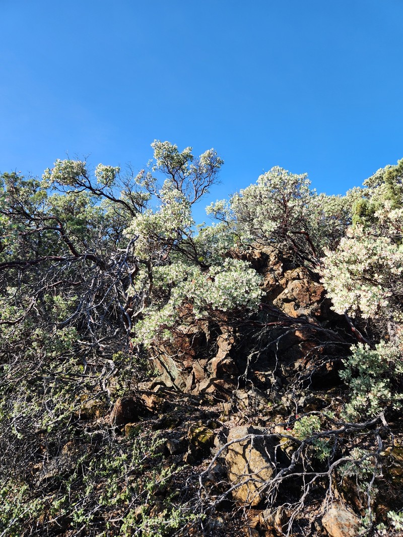 Arctostaphylos viscida subsp. pulchella photo 3