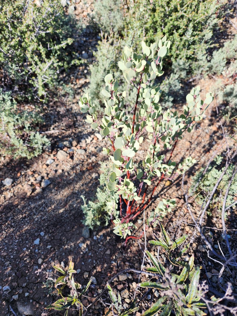 Arctostaphylos viscida subsp. pulchella photo 4
