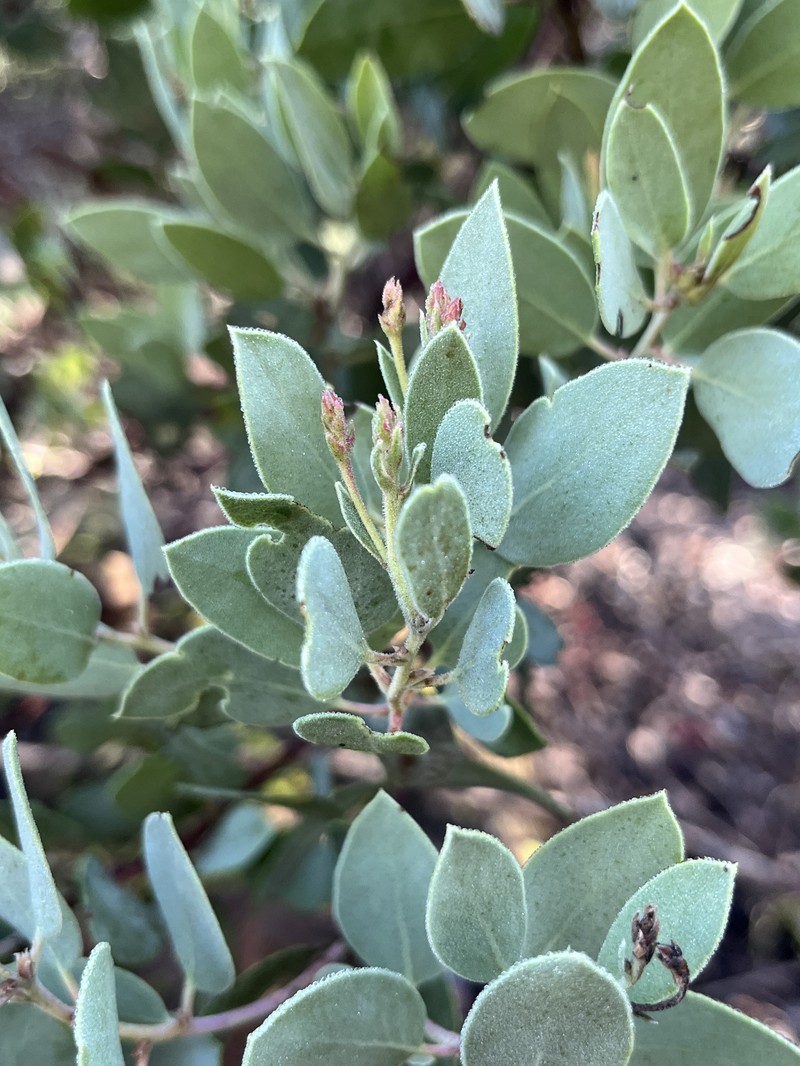 Arctostaphylos viscida subsp. pulchella photo 5