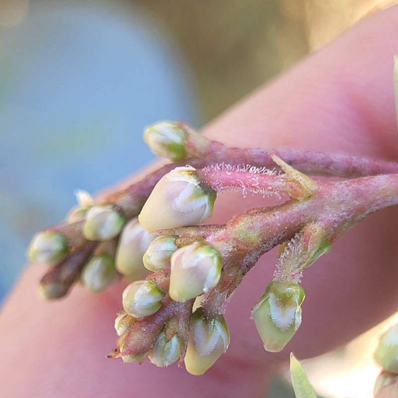 Arctostaphylos viscida subsp. pulchella photo 6