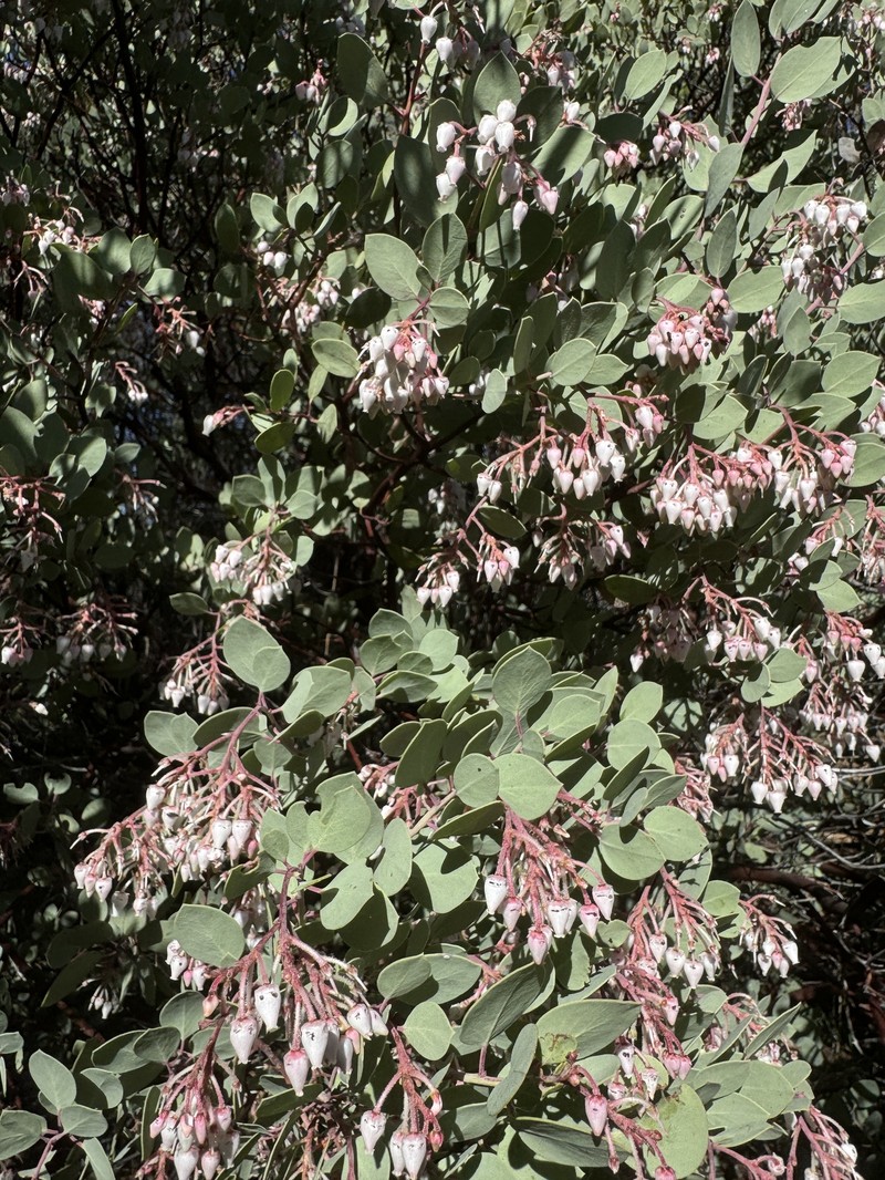 Arctostaphylos viscida subsp. pulchella photo 7