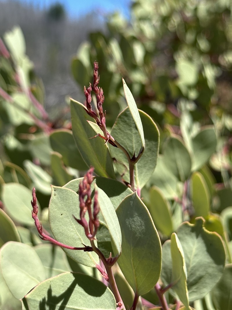 Arctostaphylos viscida subsp. pulchella photo 8